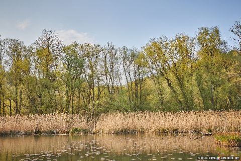 Gemeinde Marktl Landkreis Altötting Altwasser Naturschutzgebiet (Dirschl Johann) Deutschland AÖ